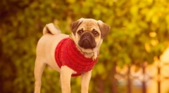 Куче pug (снимка): привързан характер и бодрост